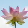 Faune et Flore